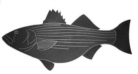 Fish Doormat Striped Bass
