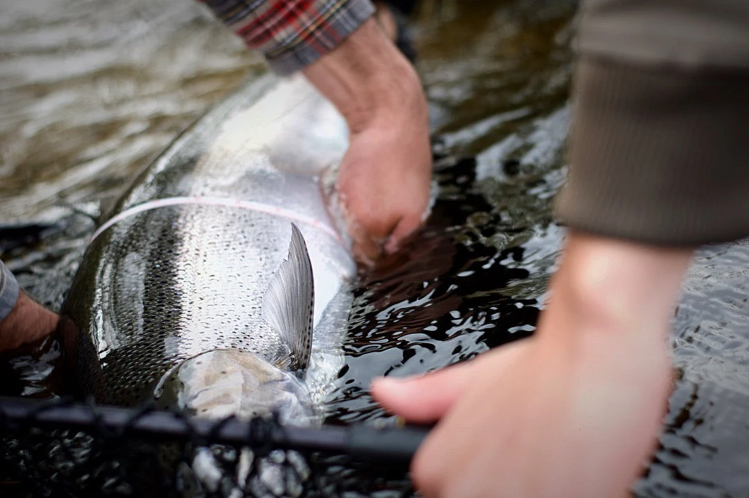 Salmon Steelhead Olive / White - Image 3