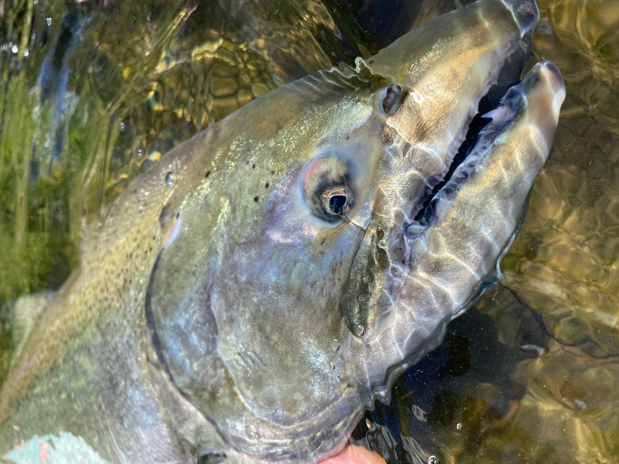 Salmon Steelhead Olive / White - Image 4
