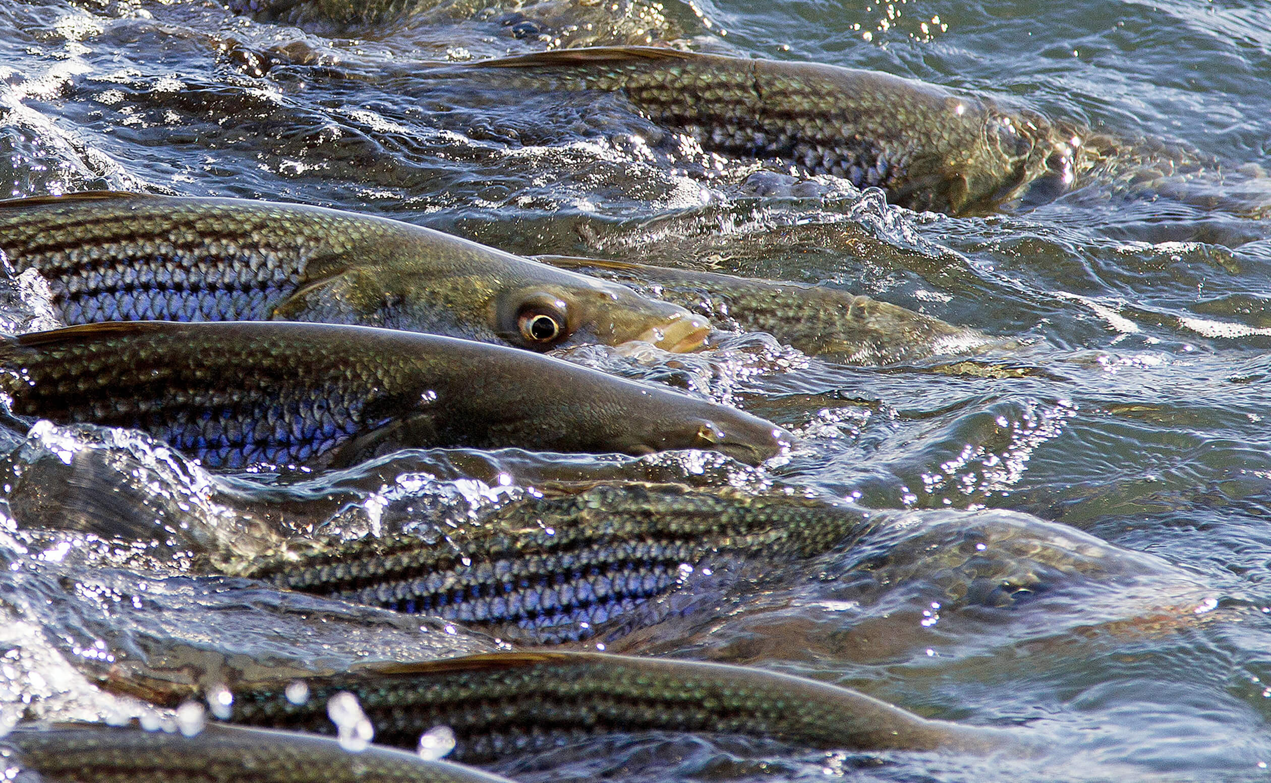 Cortland Striped Bass Blitz - Image 6