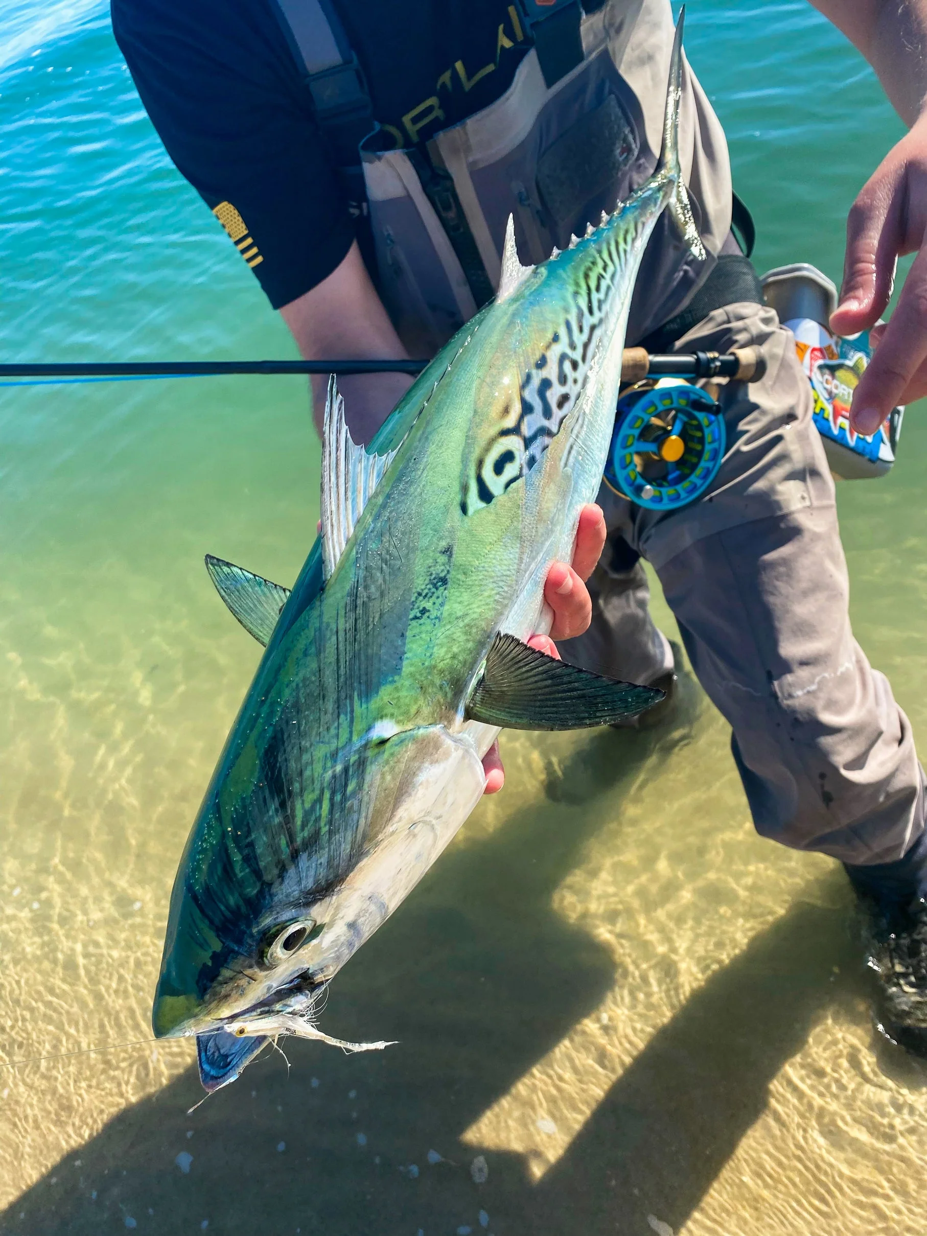 Striped Bass Intermediate - Image 4