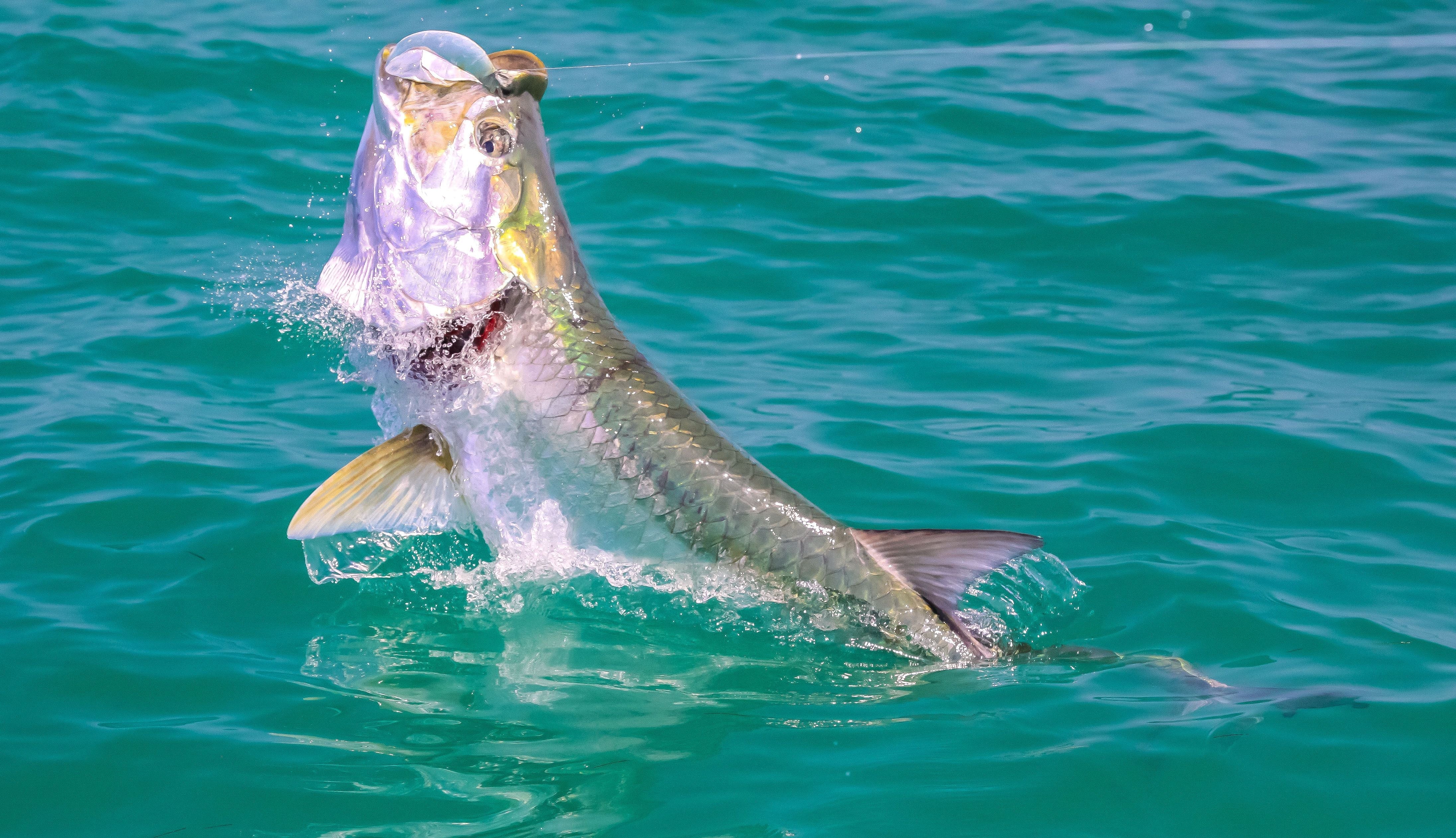 Cortland Tarpon Taper Clear - Image 4