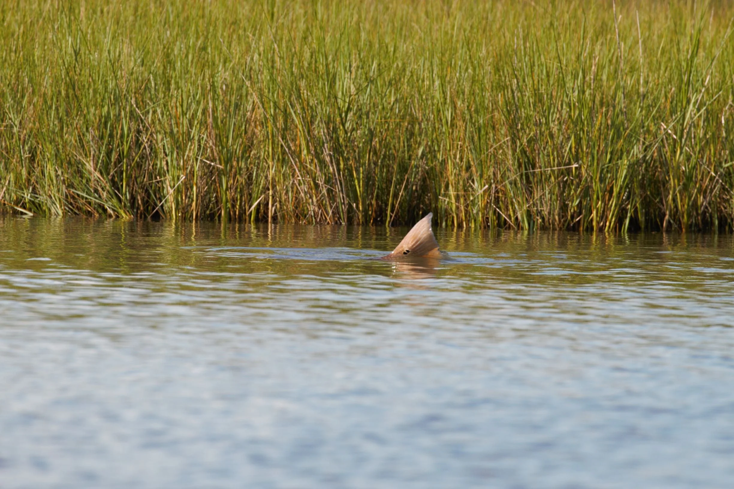 Tropic Redfish - Image 3